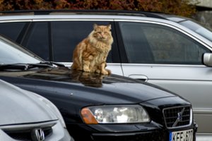 Atvėsus orams neužmirškite benamių gyvūnų – pagalbos reikia kaip niekad