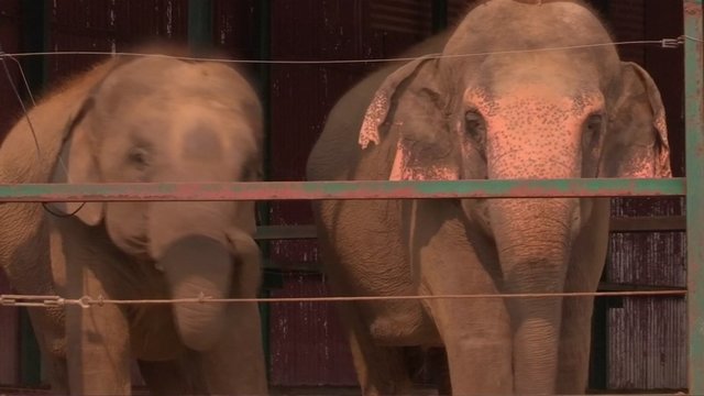 Indijos nevyriausybinė organizacija įsteigė pirmąją šalyje dramblių ligoninę