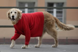 Kreipėsi į augintinių šeimininkus: ko nepamiršti šaltuoju metų laiku 