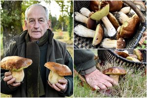 Eksperimentą miške atlikęs vyras neatsidžiaugia milžiniškų baravykų derliumi