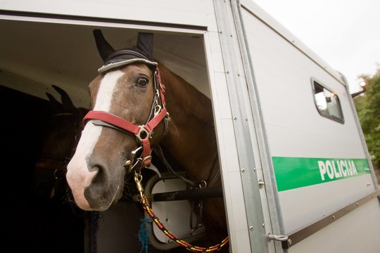Kiek arklio galių turi vienas arklys? Tik nemanykite, kad vieną