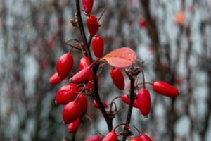 Kaip žinoti, kokie bus orai: liaudiški spėjimai