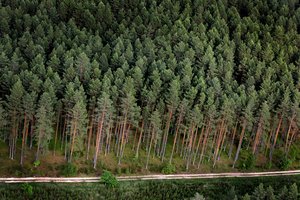 „Ikea“ Lietuvoje valdo 20 tūkst. hektarų miško