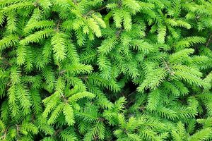 Girininkijose bus nemokamai dalijami eglišakiai augalams dengti