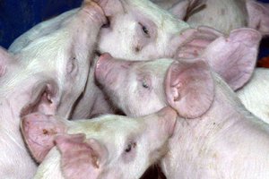 Valdžia neskuba naikinti smulkių kiaulių ūkių – įžvelgia tam priežasčių