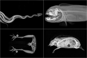 Rentgenu peršvietė gyvūnus: tokių vaizdų dar nematėte