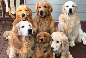 Savo šuniui dievas esate ne visada – yra dalykų, kurių jis nekenčia 