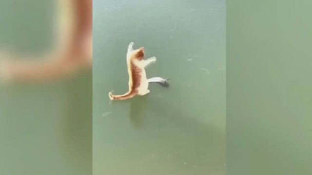 Pamatęs, ką ant užšalusio ežero veikia katinas, negalėjo to nenufilmuoti 