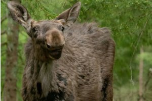 Varšuvoje – lietuviško kino savaitė