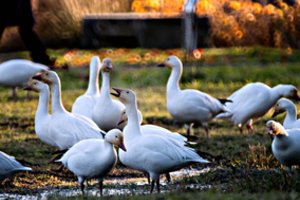 Europoje daugiau kaip 1 mln. tonų pašarų gali būti užteršti GMO priedais