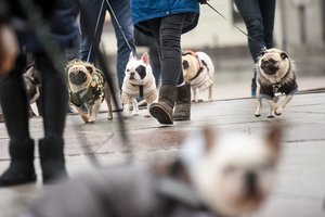 Gedimino prospektu žygiavo „suplotasnukių“ būrys
