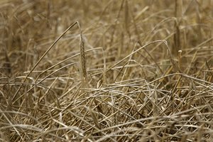 Lietuvos grūdų eksportas spalį smuko trečdaliu