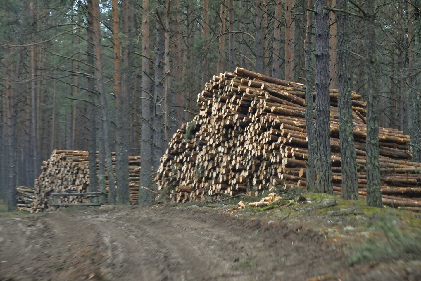 Aplinkosaugininkai bei visuomenininkai ruošia teismui ieškinį, prašydami uždrausti miškų kirtimą visose Europos Sąjungos saugomo tinklo „Natura 2000“ teritorijose.<br>V.Ščiavinsko nuotr.