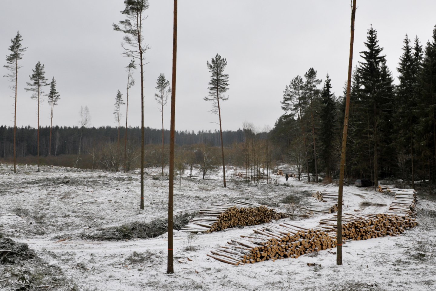 Aplinkosaugininkai bei visuomenininkai ruošia teismui ieškinį, prašydami uždrausti miškų kirtimą visose Europos Sąjungos saugomo tinklo „Natura 2000“ teritorijose.<br>V.Ščiavinsko nuotr.