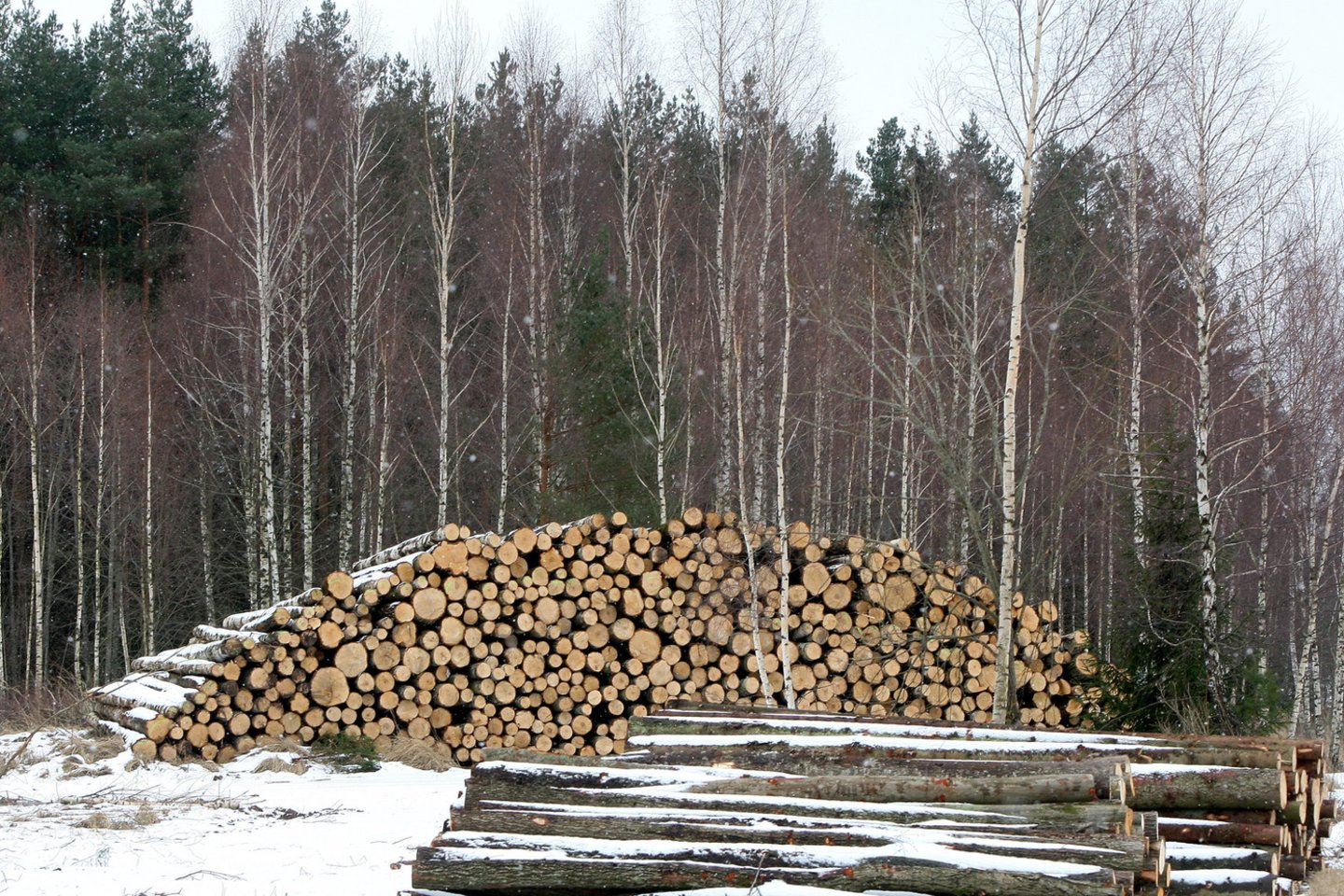 Aplinkosaugininkai bei visuomenininkai ruošia teismui ieškinį, prašydami uždrausti miškų kirtimą visose Europos Sąjungos saugomo tinklo „Natura 2000“ teritorijose.<br>R.Jurgaičio nuotr.