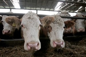 Mažėja galvijų banda, tačiau supirkimo kaina didėja