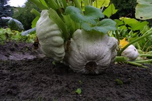 Stora patisonų žievė apsaugo daržoves nuo puvimo net iki pavasario