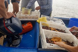 Norvegijos kruiziniuose laineriuose ketinama naudoti degalus iš žuvies atliekų