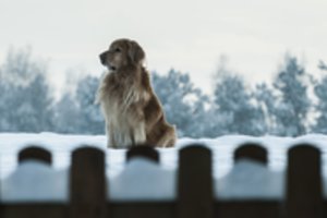 Pirmieji požymiai, kad augintinis peršalo. Kaip to išvengti?