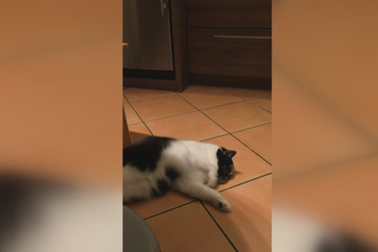 Katės linksmybės prasidėjo, kai pašėlo gavus neįprastą skanėstą