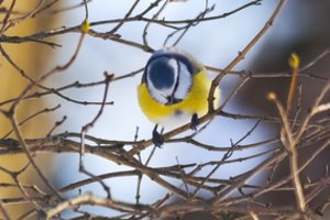 Vos saulei patekėjus – į mišką stebėti ir klausyti paukščių