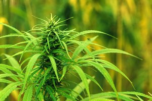 Pluoštinių kanapių Lietuvoje auginama vis daugiau