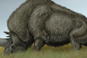 Sibire gyvenę vienaragiai ir toliau stulbina mokslininkus