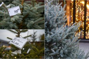 Kalėdinių eglučių kainos šokiruoja, tačiau prekybininkai atkerta: „Žmonės perka ir sako, kad pigu“