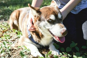 Neįtikėtina šuns istorija: namo grįžo po kelerių metų