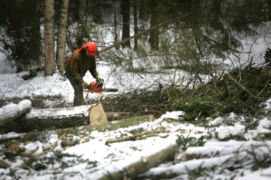 Medkirčių darbas – vienas pavojingiausių. Tačiau neretai pjūklais mosuoja ir ničnieko apie darbą miške neišmanantys žmonės.