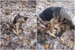 Širdį veriantis vaizdas Klaipėdos r. miške: senučiuką šunį pasmerkė myriop