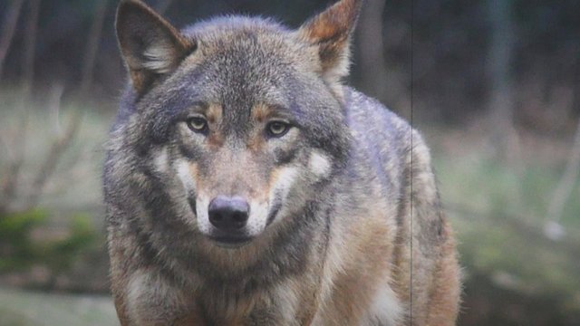Skundžiasi dėl vilkų užpuolimų, bet jų medžiojimas – vėl blogai