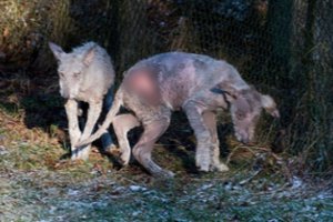 Košmaras Žvėrinčiuje: reikalaujama nutraukti ten gyvenančių vilkų kančias