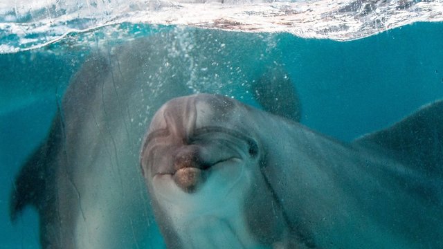 Delfinų terapijos centre – holistinis požiūris į negalią 