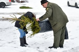 Štai kiek prireiks pinigų kalėdinei eglutei išsinuomoti, ir kiek – nusipirkti girininkijoje