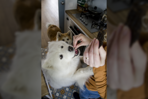 Noras šunį ar katę palepinti gali baigtis liūdnai – juos net suluošinti