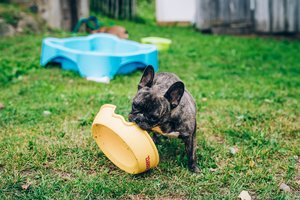 Įkurtas pirmasis šunų reabilitacijos centras