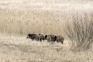 Afrikinis kiaulių maras nesitraukia iš Lietuvos