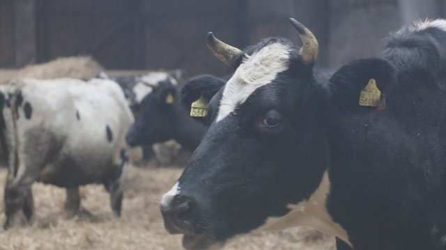 Neįtikėtinas racionalumas: ūkininko karvės turi savo valgomąjį ir miegamąjį