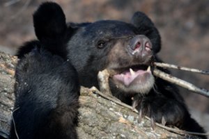 Japono namuose – siaubingas radinys narve: aplinkiniai girdėjo pagalbos šauksmą