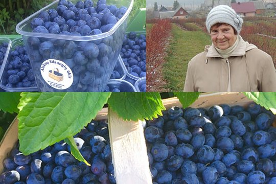 Šilauogių augintojos: daug rankų darbo, bet ir atgaiva sielai