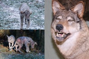 Tragiškas likimas Žvėrinčiaus vilkų laukė aptvare: žvėrys krito nuo kulkų