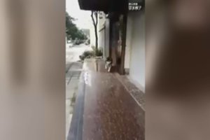 Šią dieną haskis prisimins ilgai – internete plinta abejingų nepaliksiantis vaizdo įrašas 