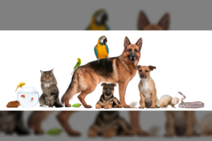 Sužinokite, koks augintinis jums tinka pagal Zodiako ženklą 