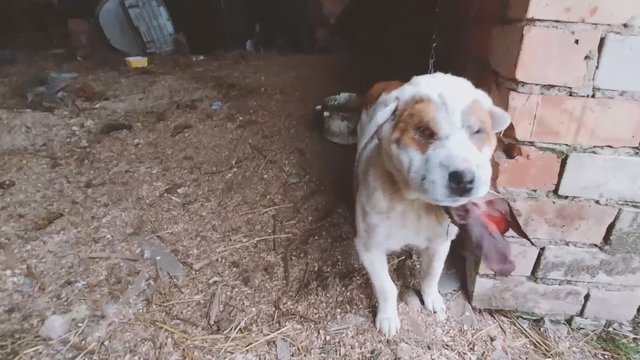 Jauno šuns laikymo sąlygos pašiurpino gyvūnų gelbėtojus
