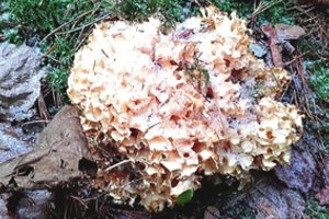 Sename pušyne prie Vilniaus aptiktas itin retas radinys