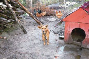 Vaikų atėmimai drebina ir kaimynus: aptiko būrį tik loti mokančių vaikų