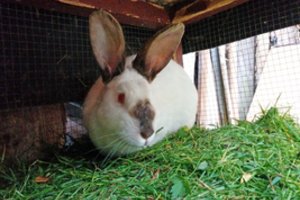 Iššūkiai veislinei triušininkystei Lietuvoje: dėl kainos aukojama kokybė