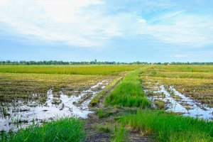 Nuo liūčių nukentėjusiems žemdirbiams – parama iš valstybės biudžeto