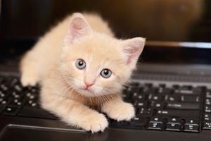 Gyvūnams padedančios technologijos: nuo išmanaus antkaklio iki virtualios tvoros